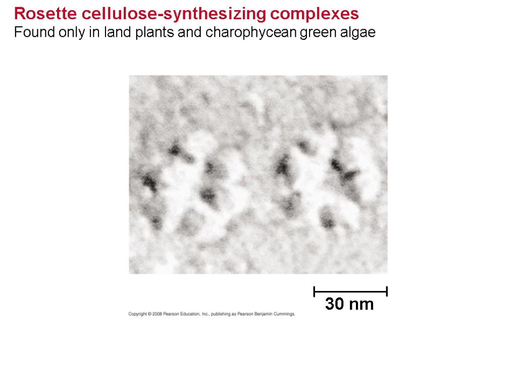 Rosette cellulose-synthesizing complexes Found only in land plants and charophycean green algae 30 nm